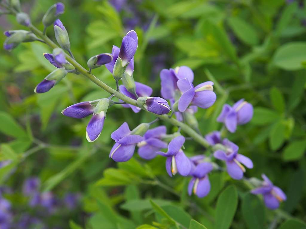 12 Best Native Plants For Your Washington DC Commercial Property